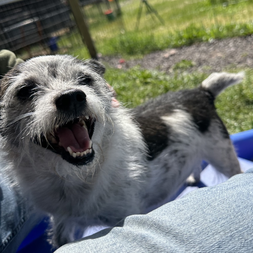 DIXIE DOG, photo 8