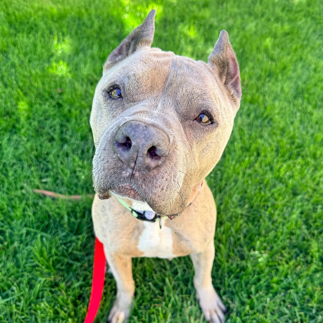 Chloe, adoptable senior Mixed Breed (Medium)
