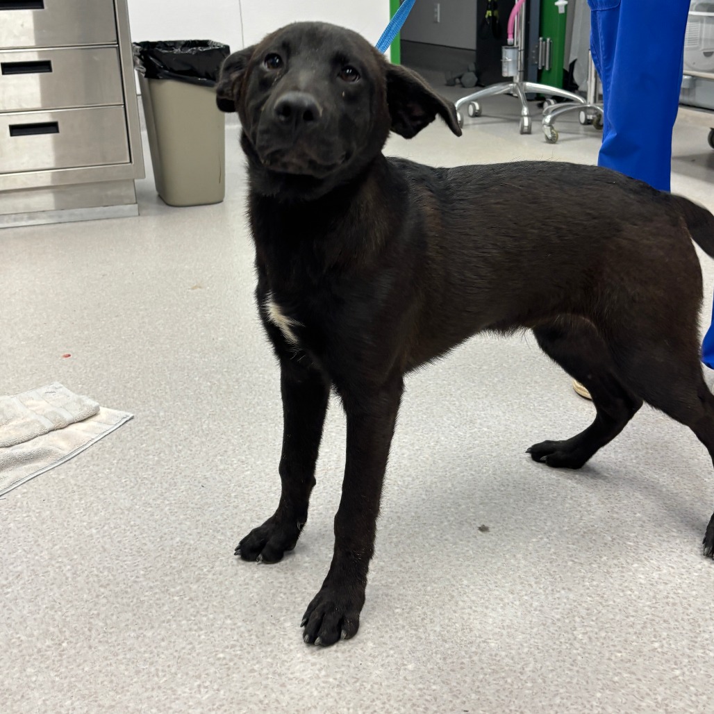 WENDALL - Retriever, Flat-Coated / Mix available for adoption
