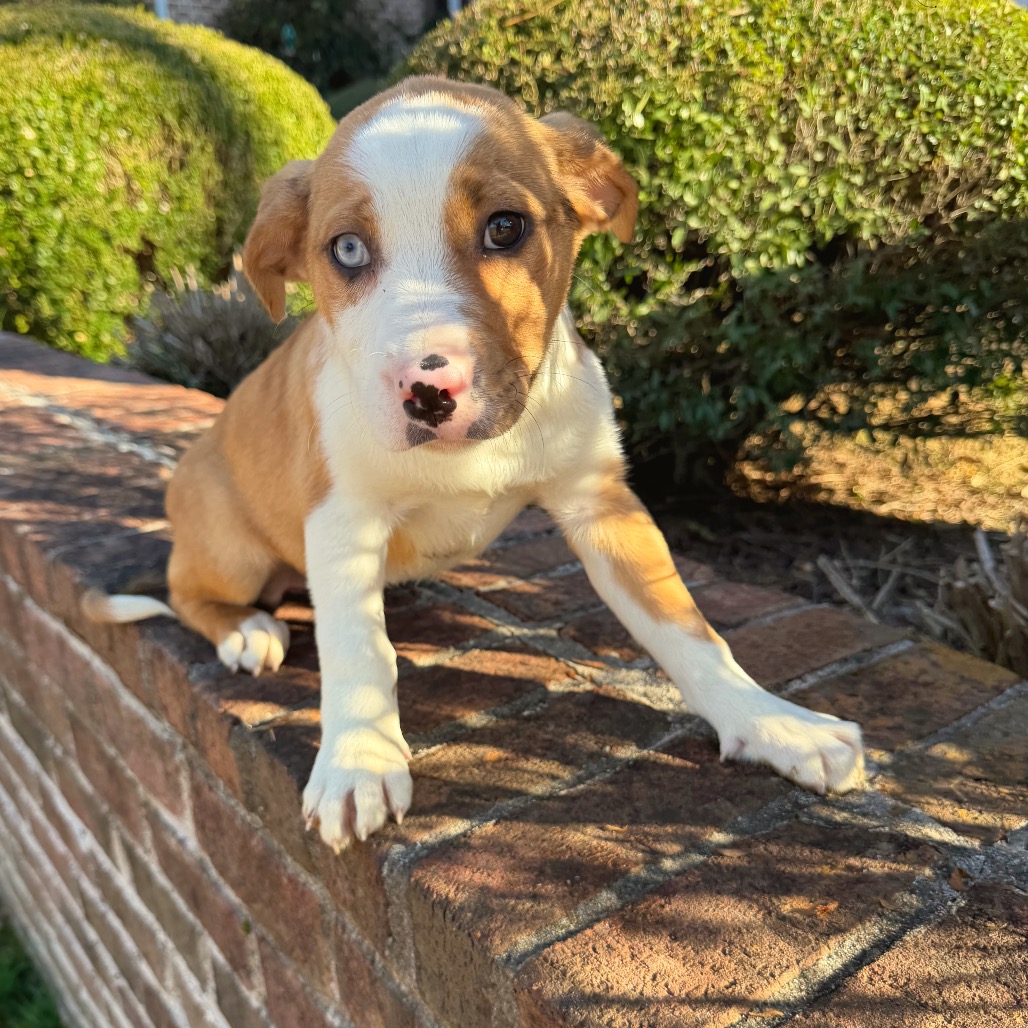 Cheesecake — thumbnail 4