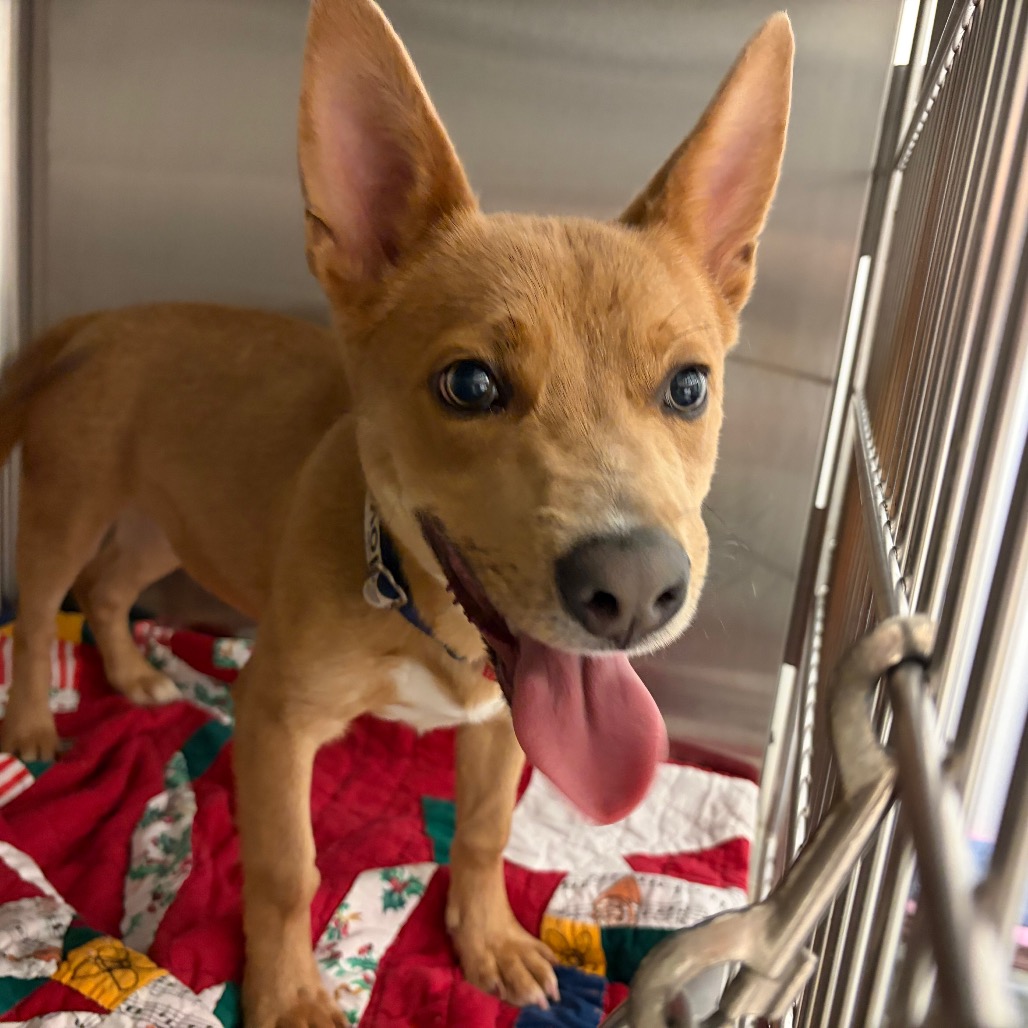 Scrappy Doo, an adoptable dog at SPCA-BC