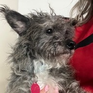 Sweet Potato Casserole