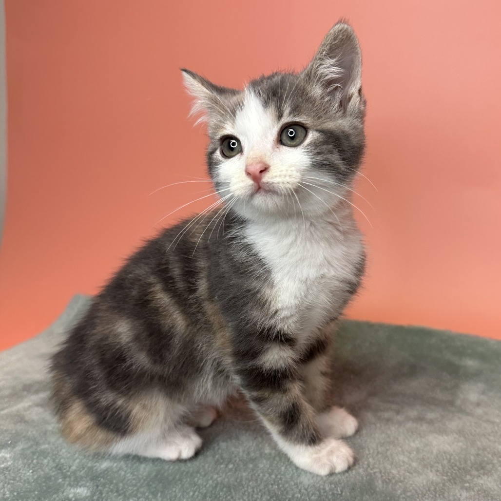 SILVER DOLLAR - Domestic Shorthair available for adoption
