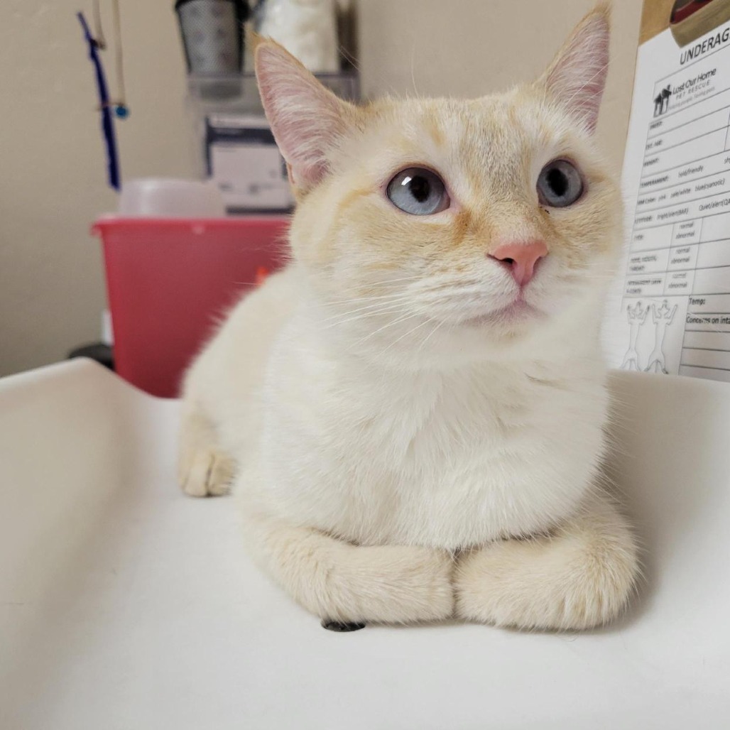 Almond picture #2
