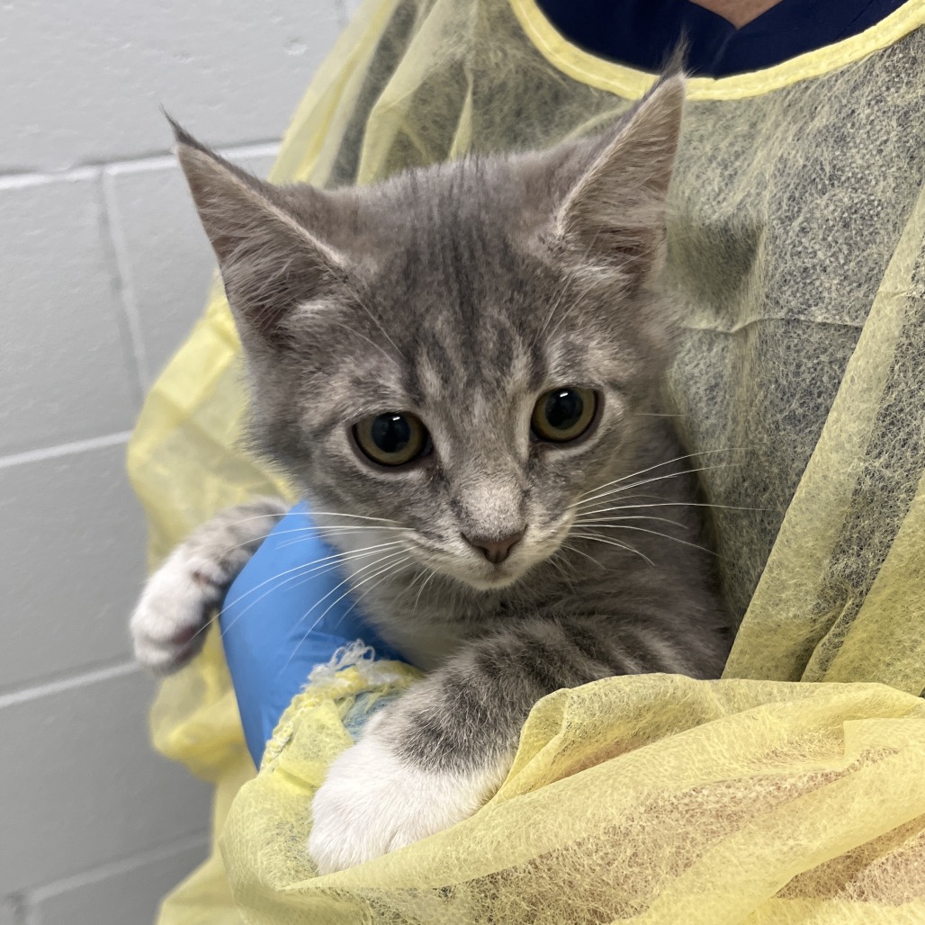 CLEO - Domestic Shorthair available for adoption