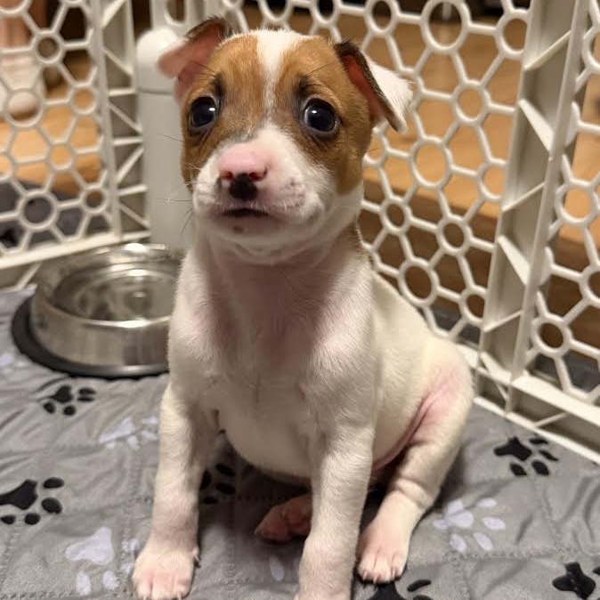 BUNSEN - Mixed Breed (Medium) available for adoption