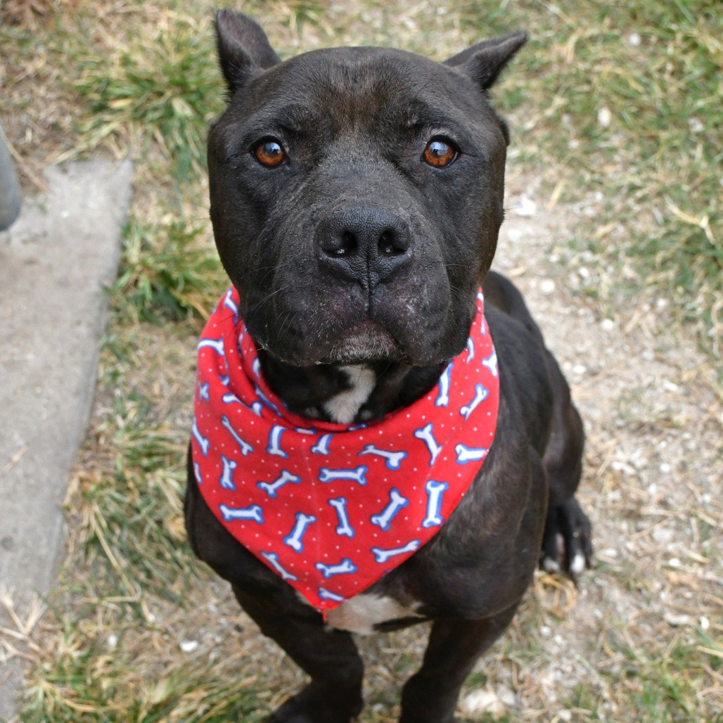 NED - Terrier / Pit Bull available for adoption
