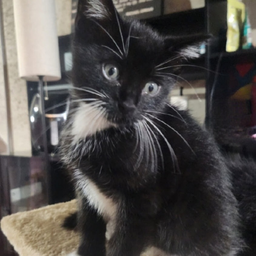 Black Domestic Shorthair Cat