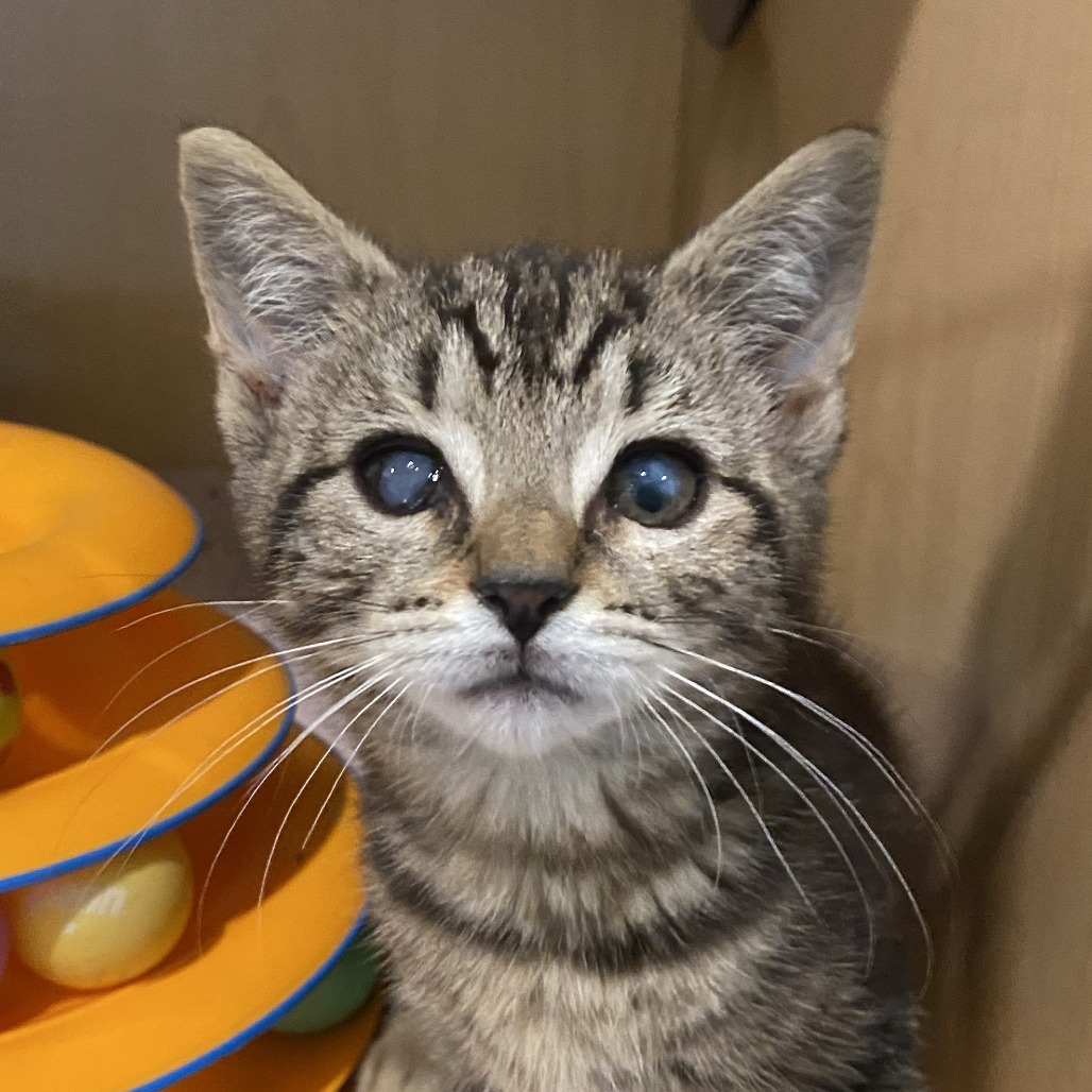 FAR - Domestic Shorthair available for adoption
