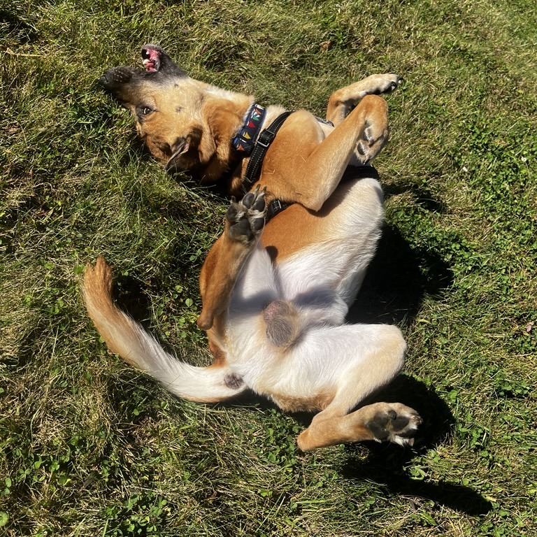 Goofy, photo 8
