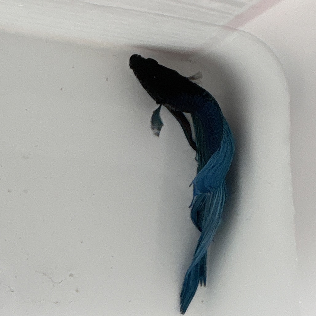NICKEL BETA - Unknown available for adoption