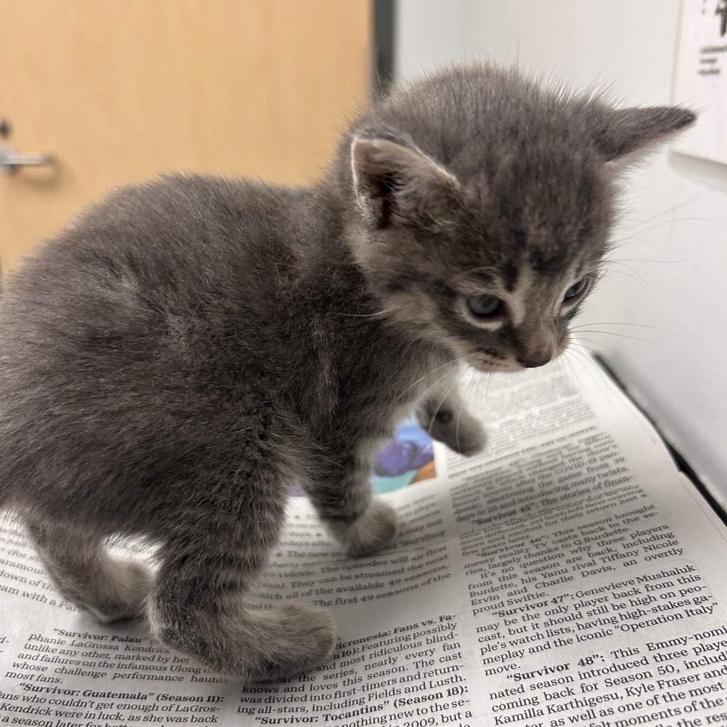 HICKORY DICKORY - Domestic Shorthair available for adoption