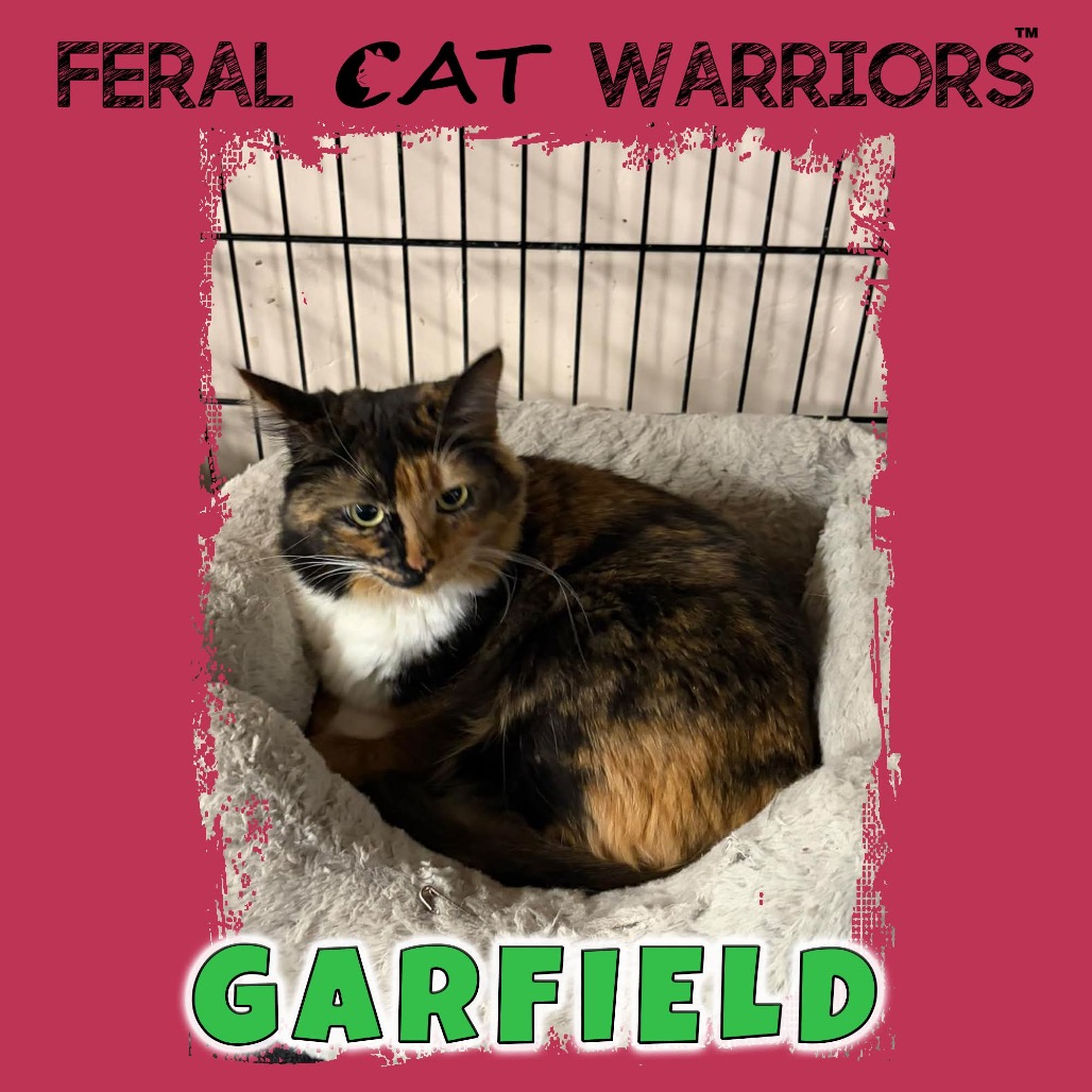 Garfield