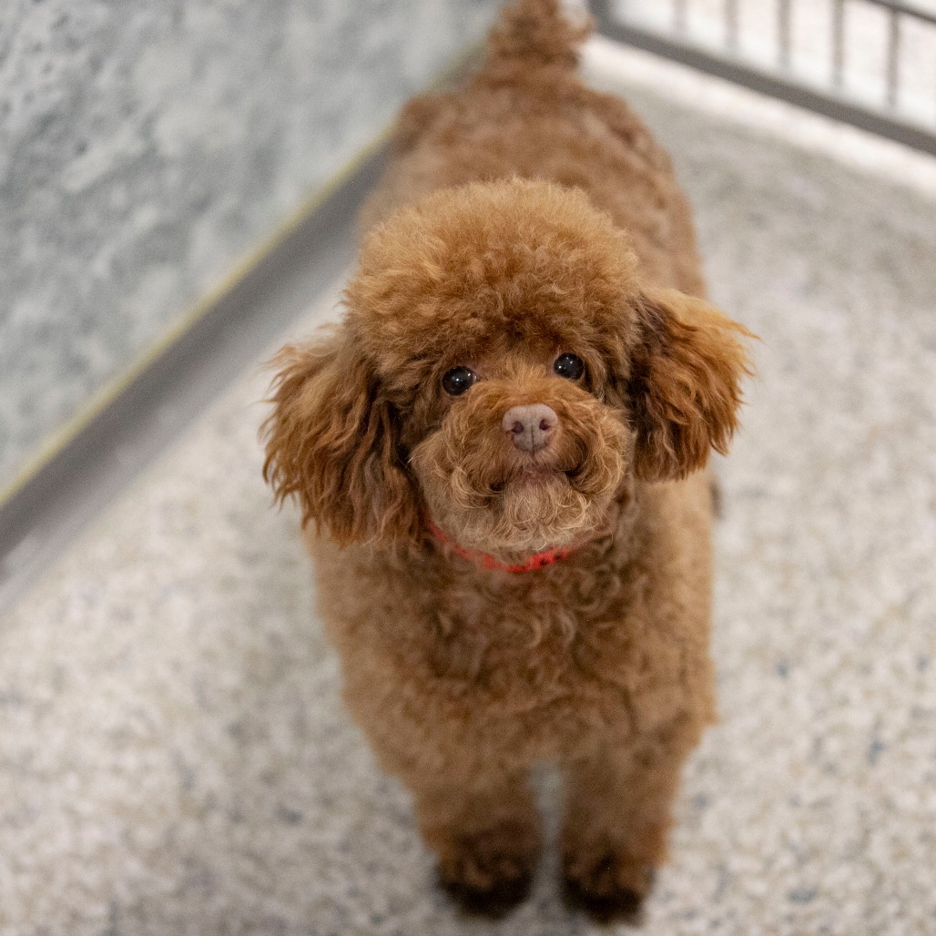 Chase (F26-05), photo 6