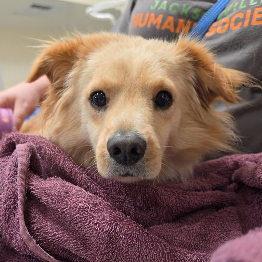 BENTLEY - Mixed Breed (Small) available for adoption