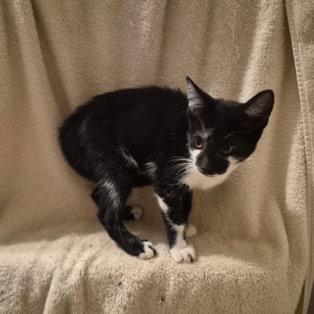 Durante, an adoptable cat