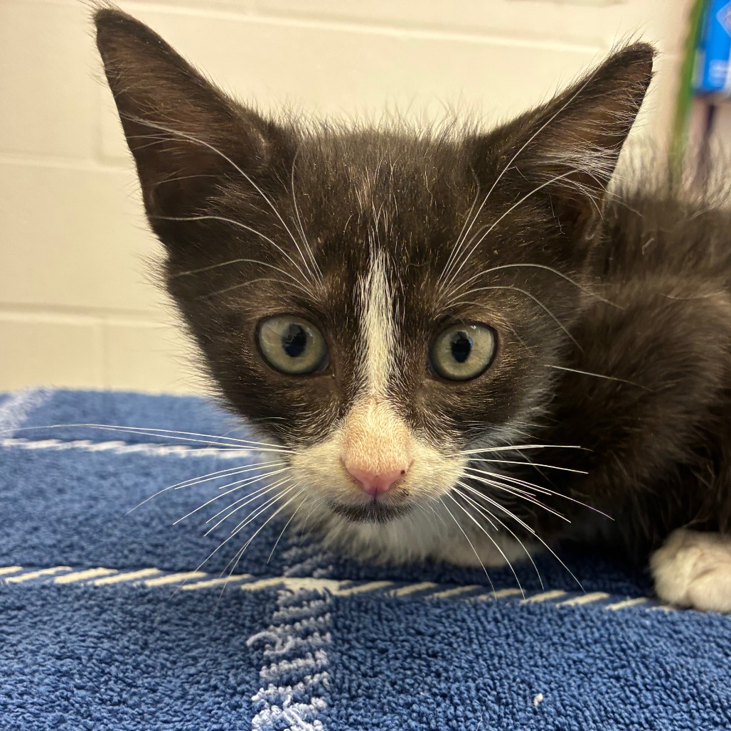 Photo of Nate, a cat adopted from Gulf Coast Humane Society