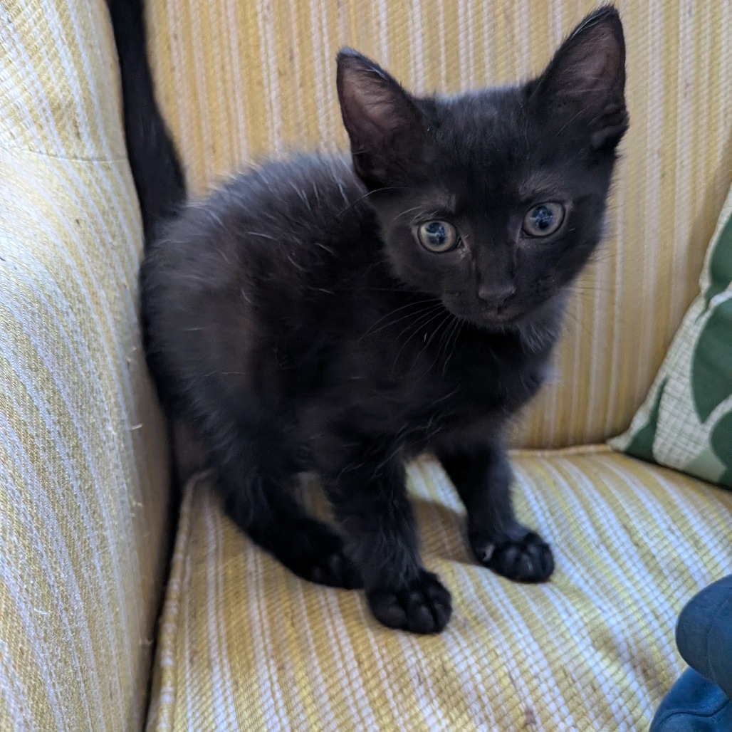 Binx, photo 2