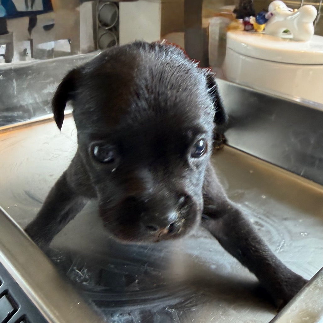 Fudge, photo 2