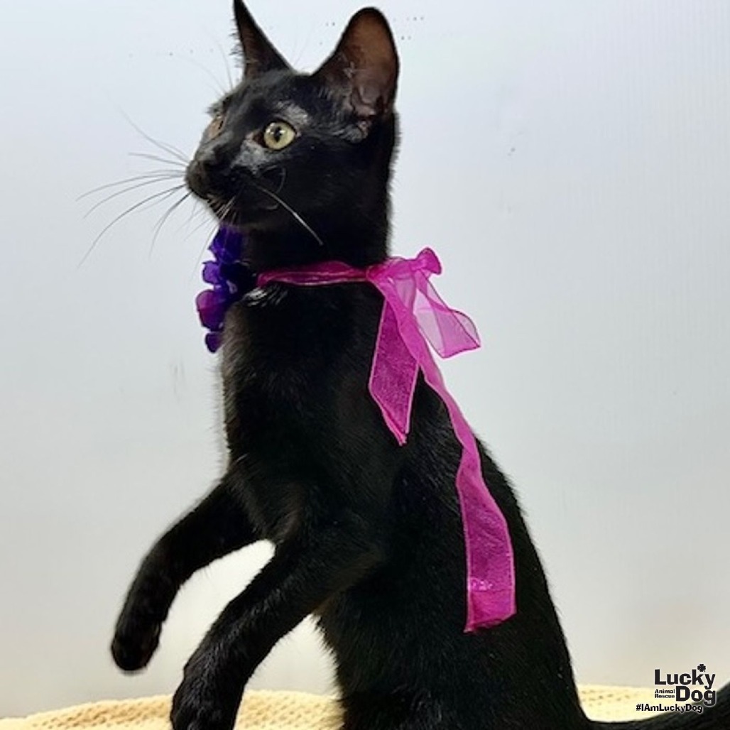 WISTERIA - Domestic Shorthair available for adoption