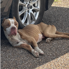 Balboa — thumbnail 8