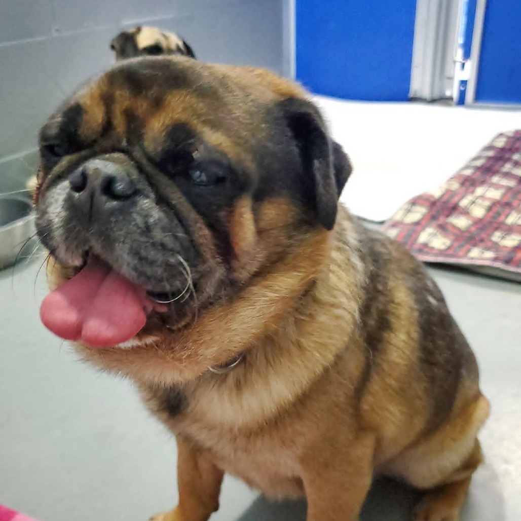 Pugsley, a Pug