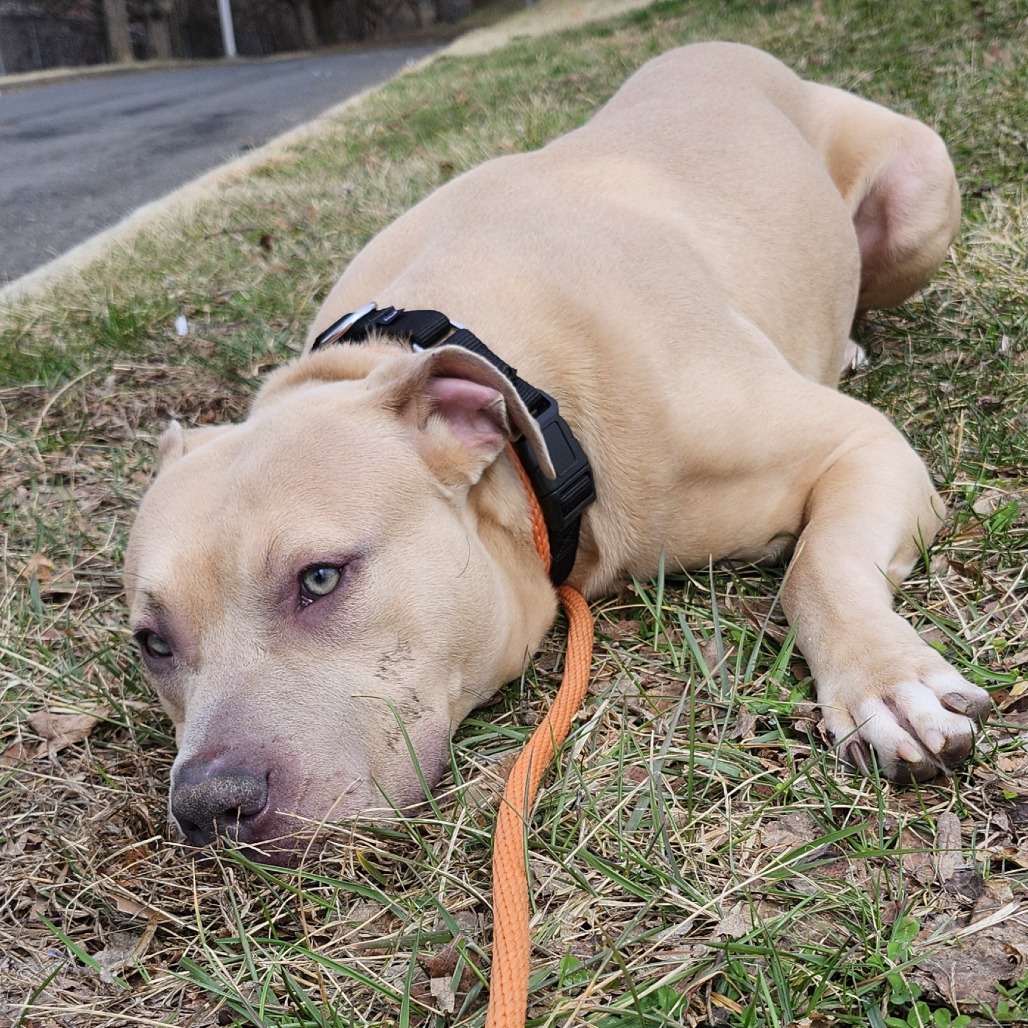 Langston — thumbnail 5