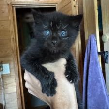 Oreo
