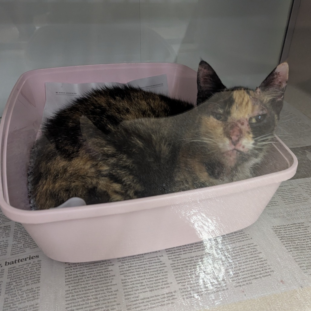 MOUSE - Domestic Shorthair / Mix available for adoption