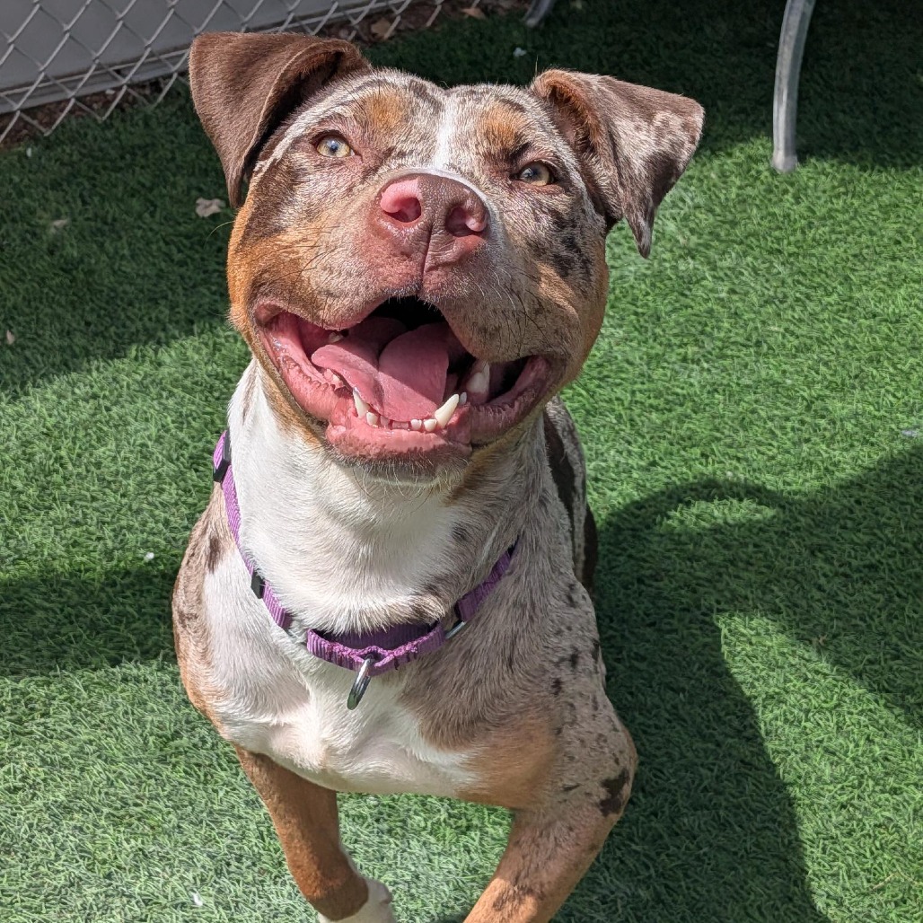 DOT - Terrier, Pit Bull / Catahoula Leopard Dog available for adoption