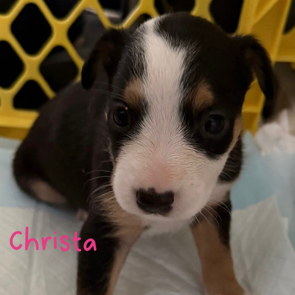 CHRISTA - Spaniel / Mix available for adoption