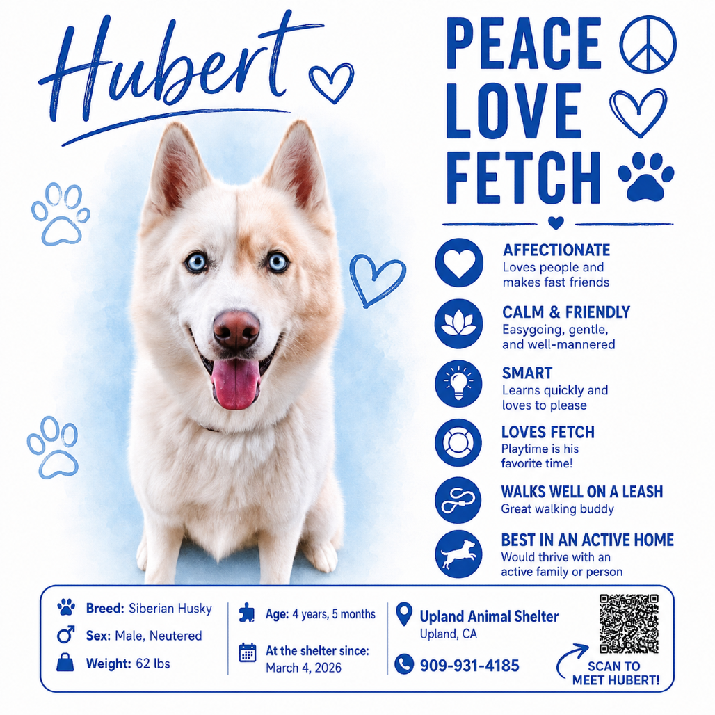 HUBERT, photo 8