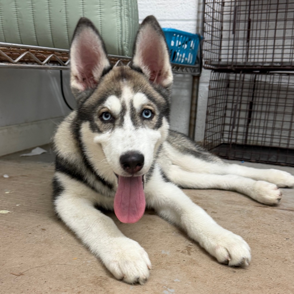 SADIE MY LADY - Husky available for adoption