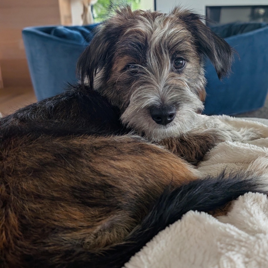 CINNAMON - Mixed Breed (Medium) available for adoption