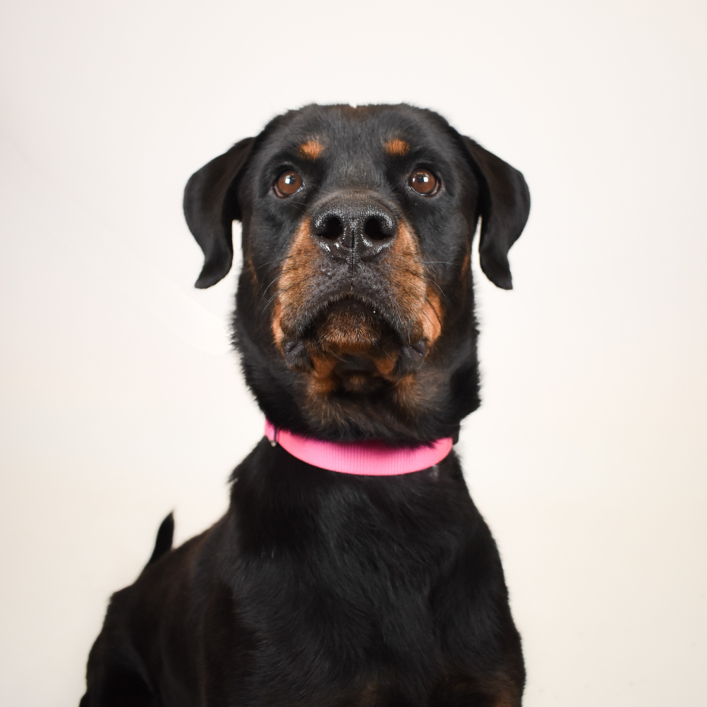 Penelope