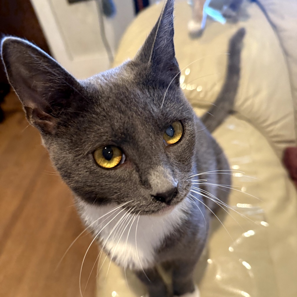 Angelito