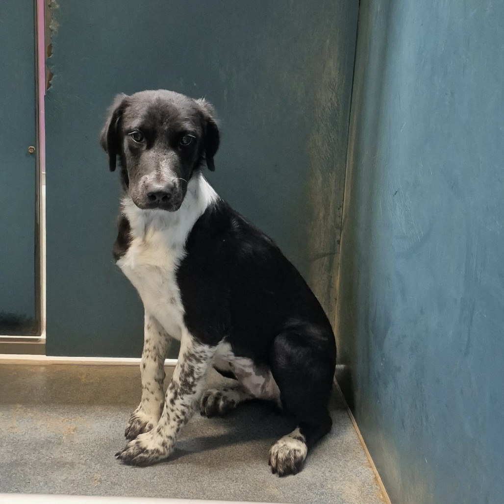 OREO - Shepherd / Mix available for adoption
