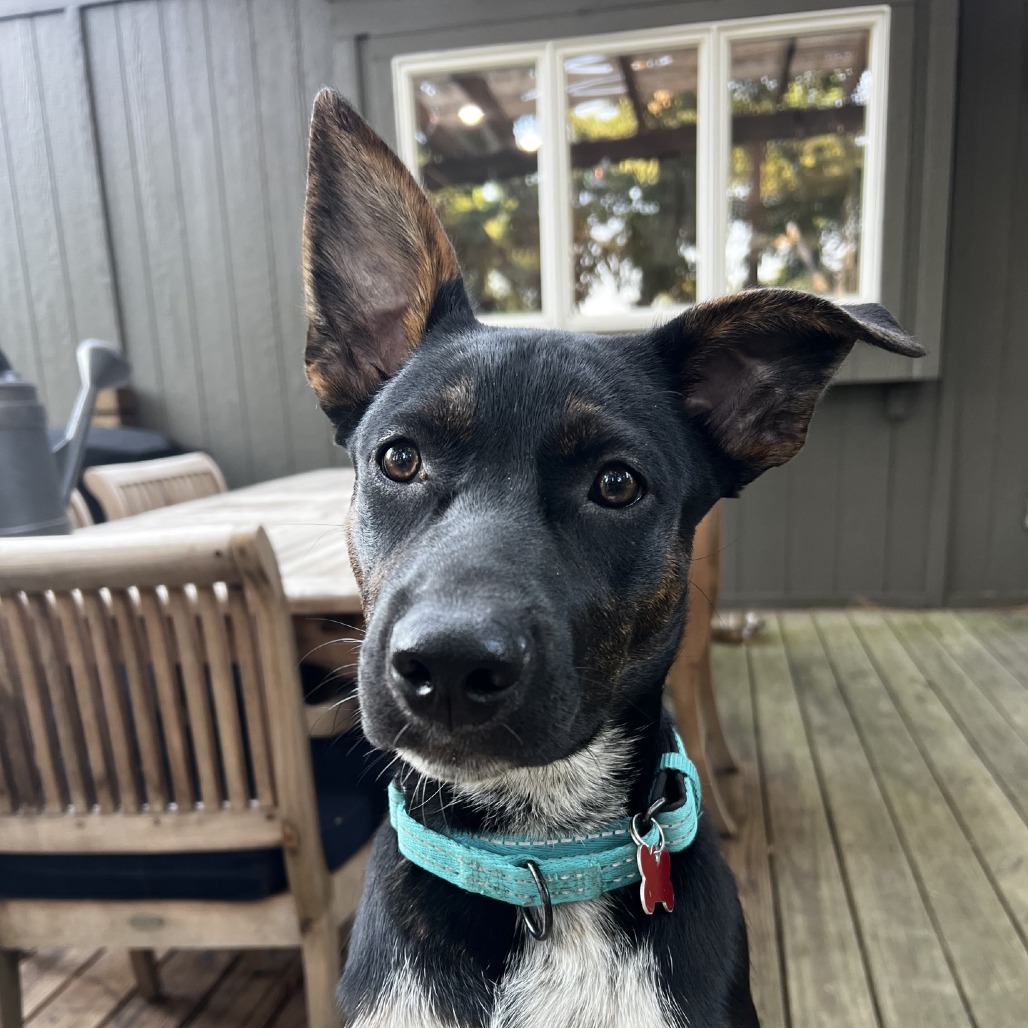 Buckee, photo 9