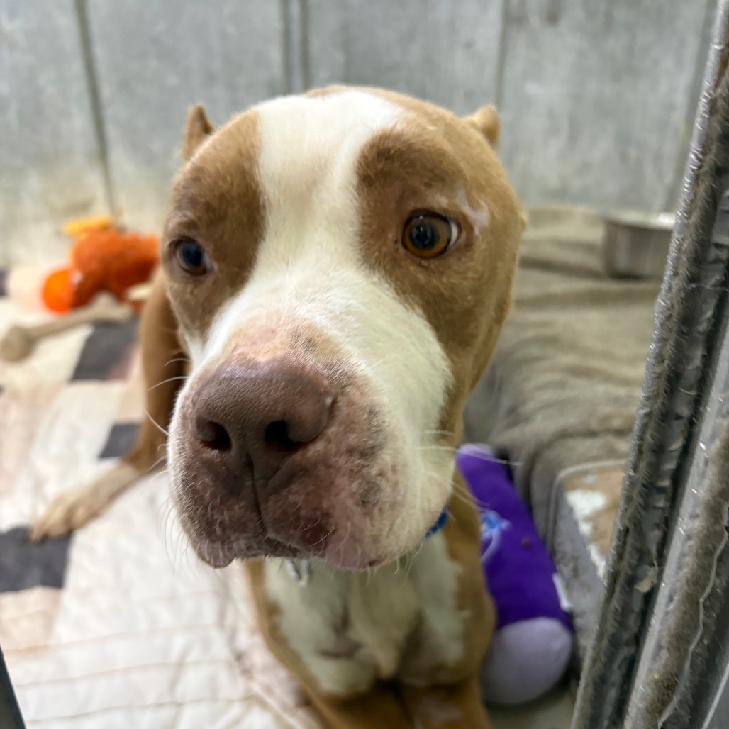 Balboa — thumbnail 9