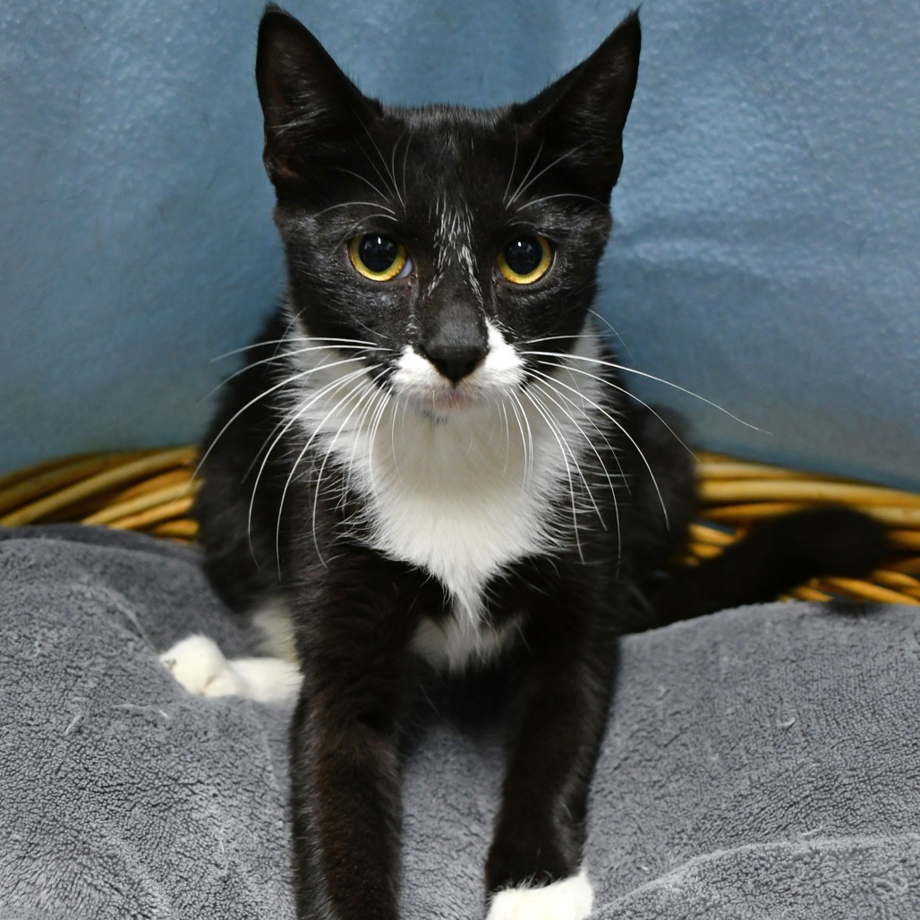 KIMCHI - Domestic Shorthair available for adoption