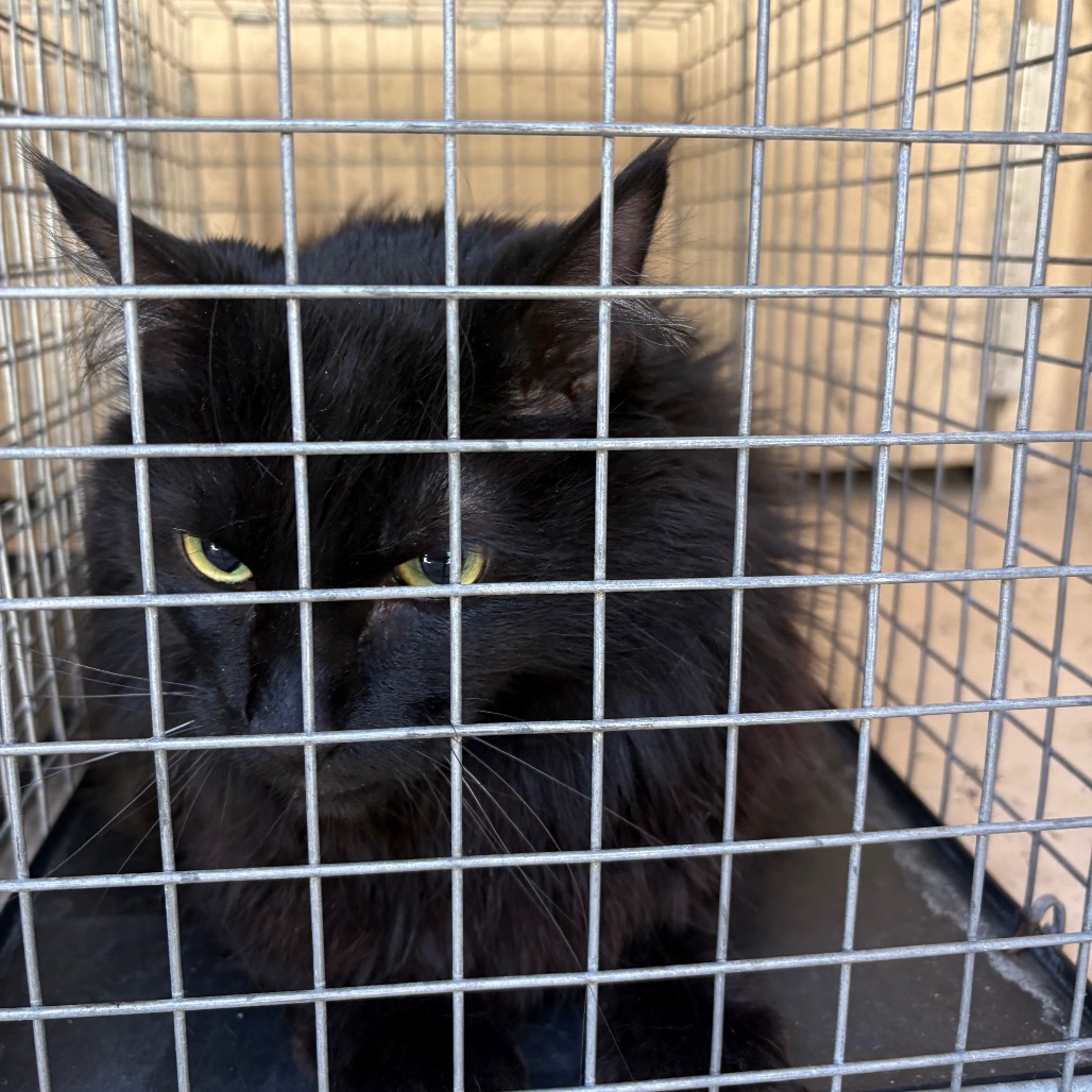 TAIRN - Domestic Longhair available for adoption
