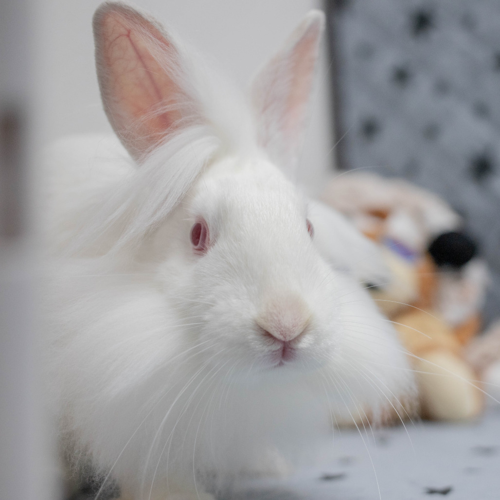Posy, photo 7