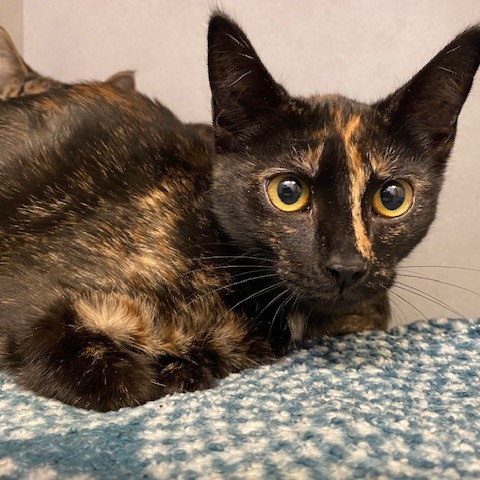 Isabella — thumbnail 2