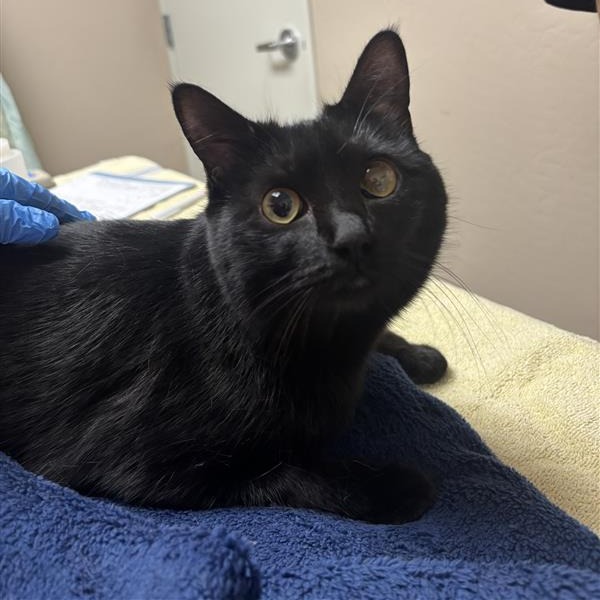 Pixie: Female 18 Domestic Shorthair