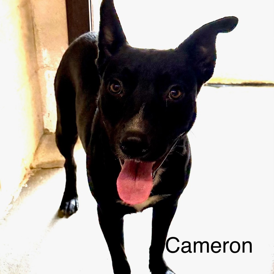 CAMERON - Shepherd available for adoption