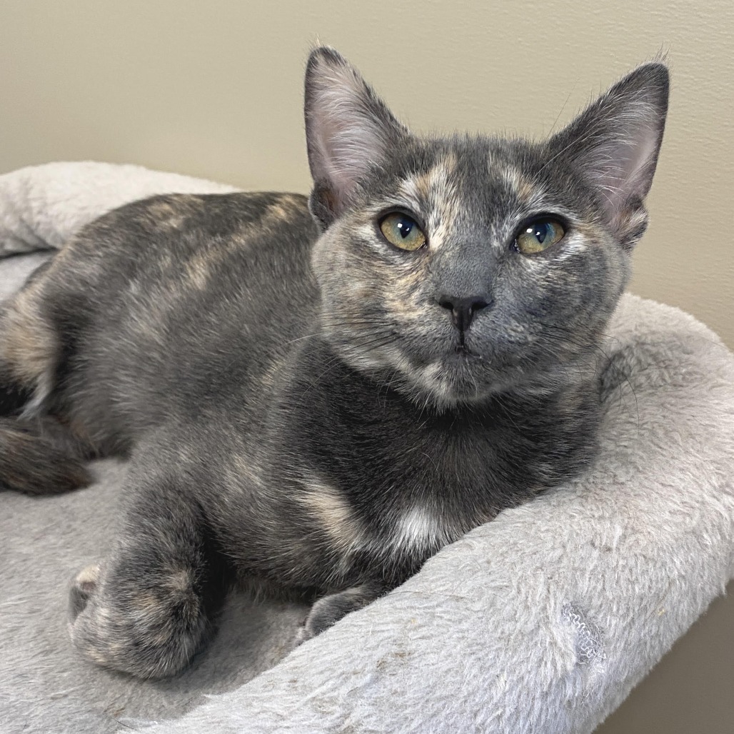 MYRTLE - Domestic Medium Hair available for adoption