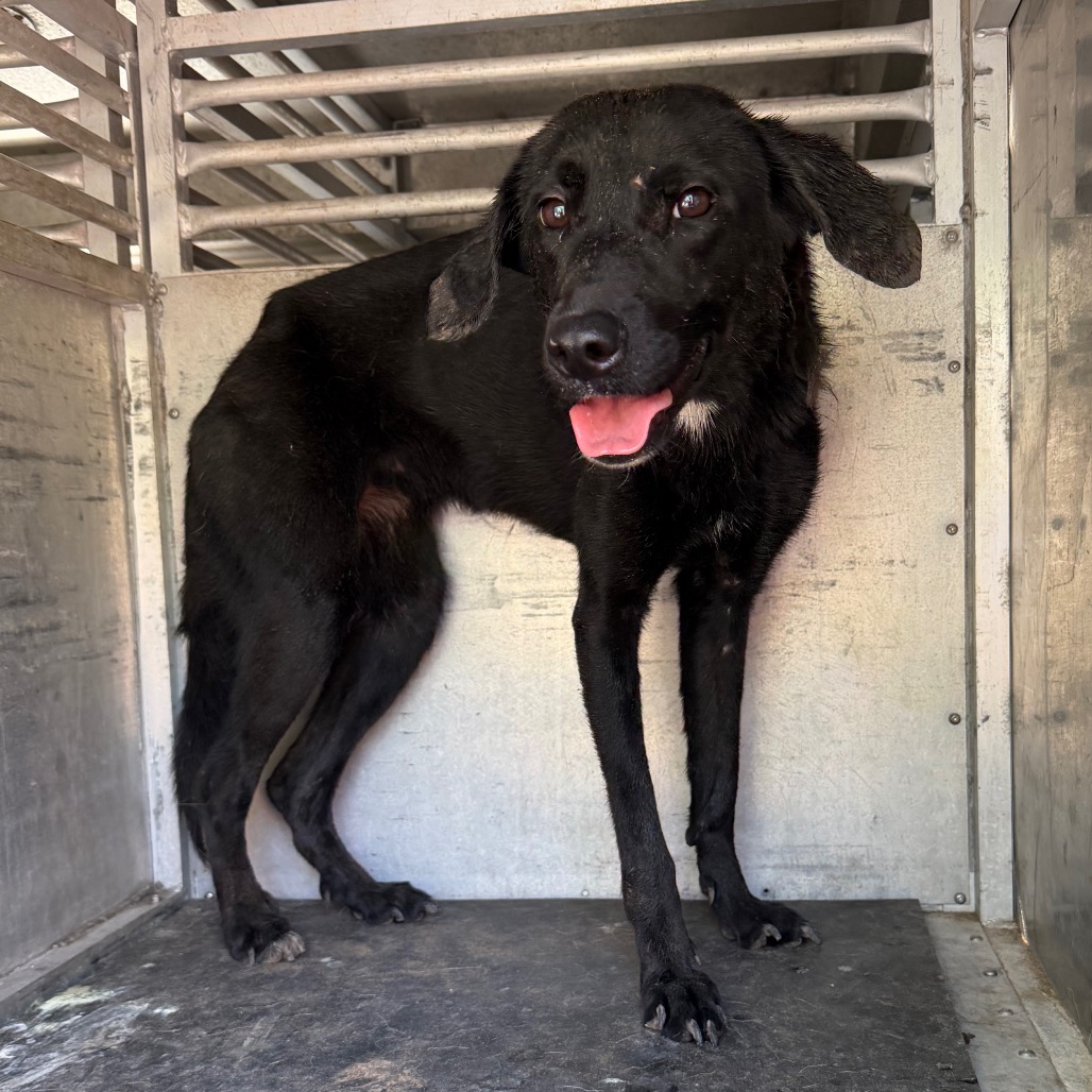 KATNISS - Retriever, Labrador / Mix available for adoption