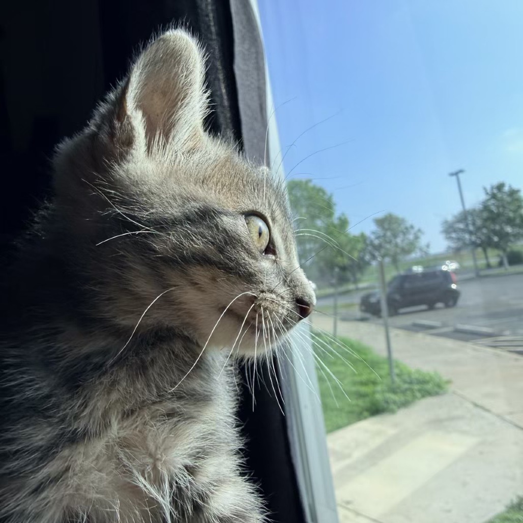 PALLET JACK - Domestic Shorthair available for adoption