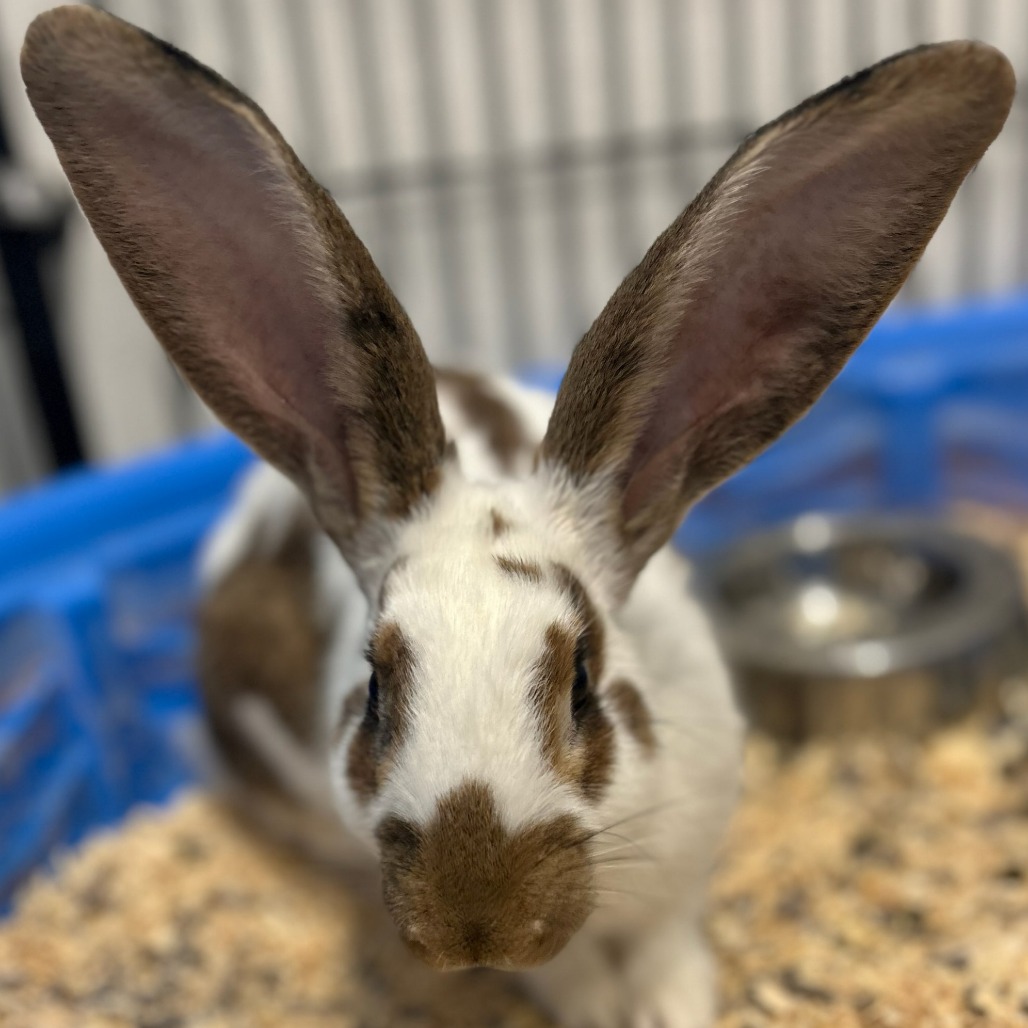 Mr.Hops M12522