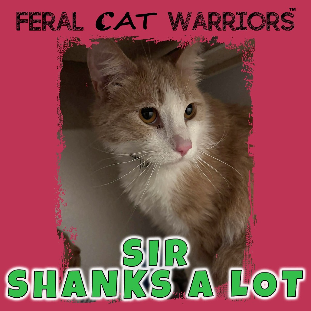 Sir Shanks A Lot